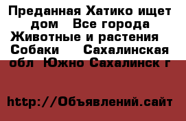 Преданная Хатико ищет дом - Все города Животные и растения » Собаки   . Сахалинская обл.,Южно-Сахалинск г.